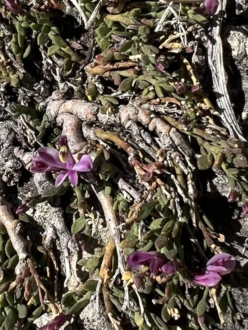 Steyermark's Milkwort