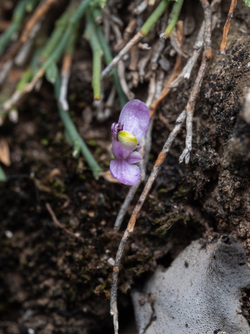 Steyermark's Milkwort photo 2