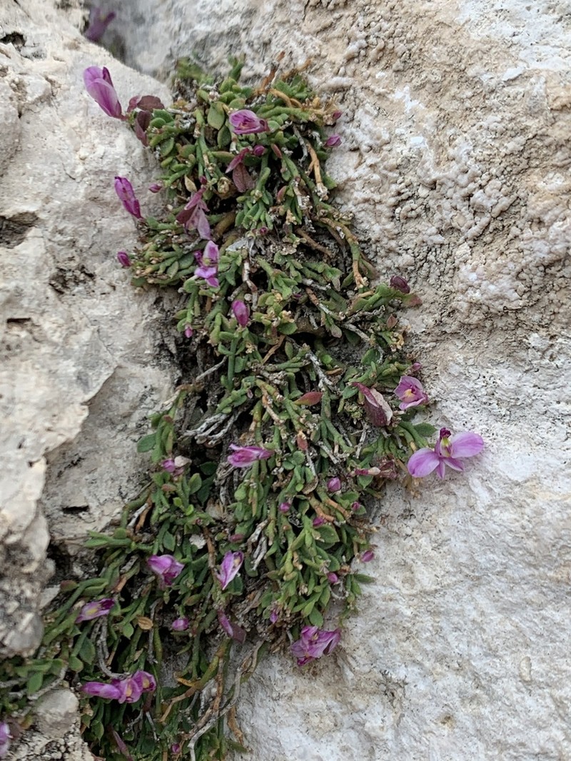 Steyermark's Milkwort photo 3
