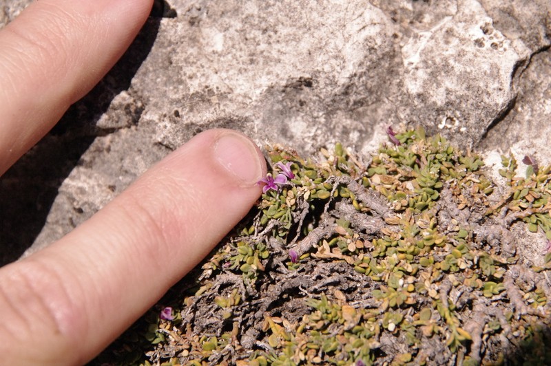 Steyermark's Milkwort photo 5
