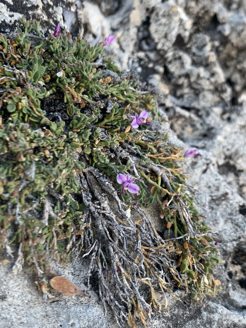 Steyermark's Milkwort photo 6