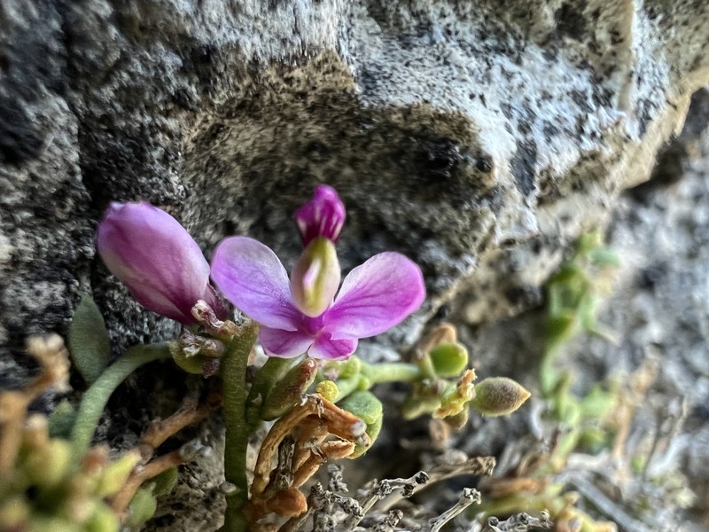 Steyermark's Milkwort photo 7