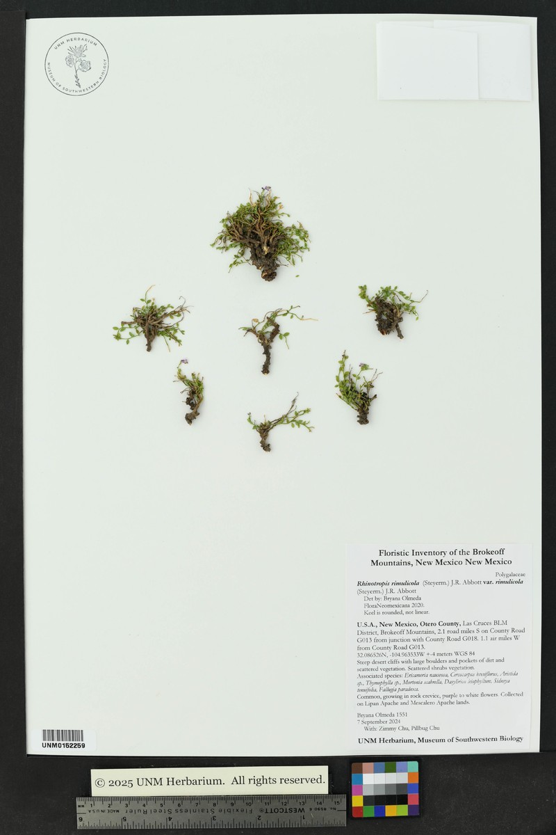 Steyermark's Milkwort photo 8