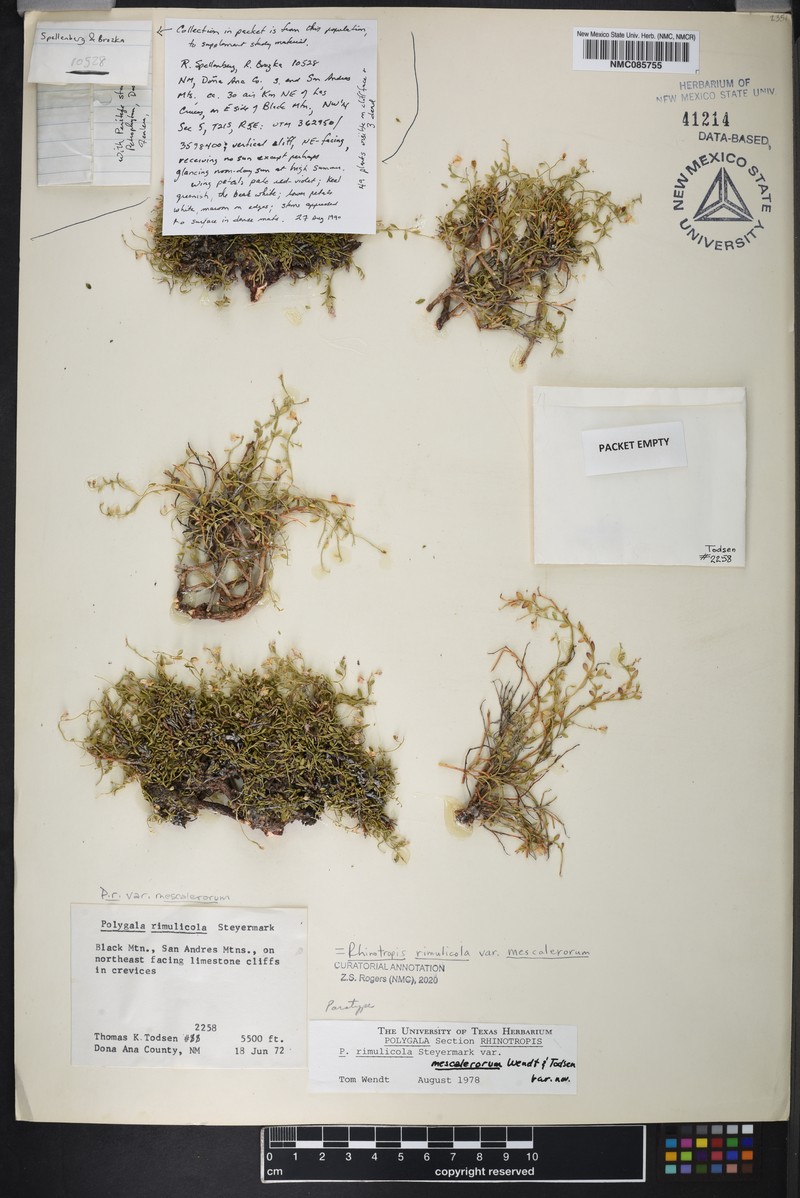 Rhinotropis rimulicola var. mescalerorum photo 2