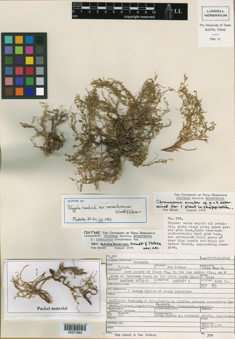 Rhinotropis rimulicola var. mescalerorum