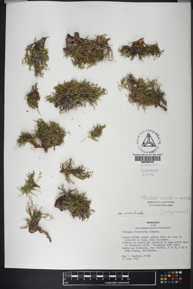 Rhinotropis rimulicola var. rimulicola photo 3