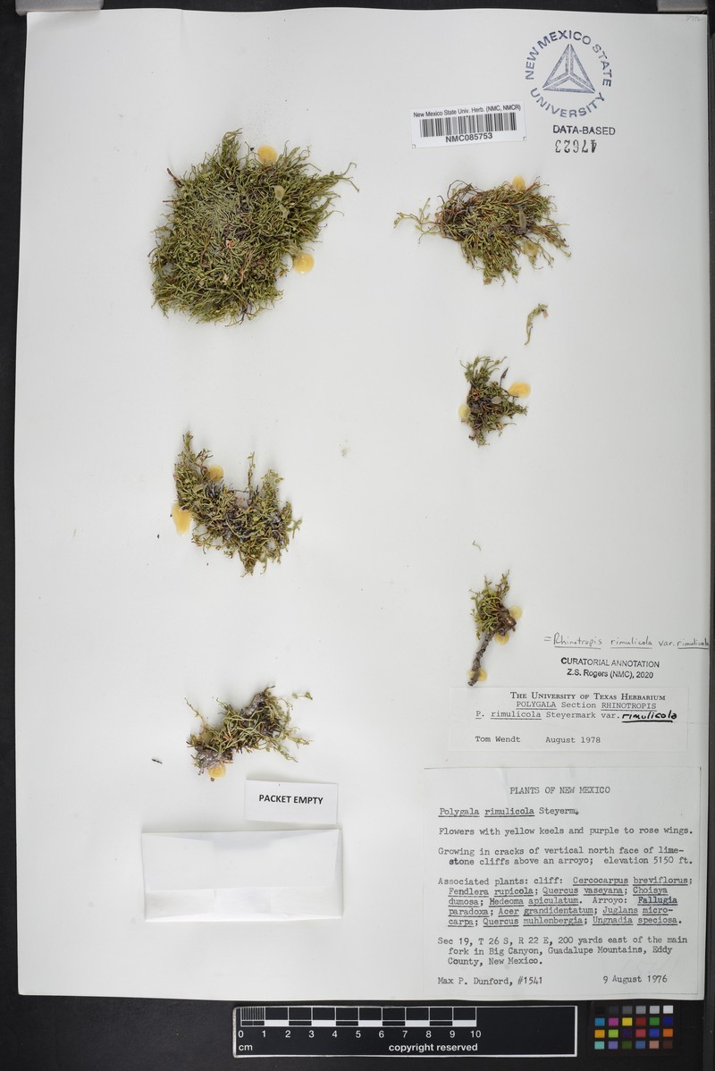 Rhinotropis rimulicola var. rimulicola photo 4