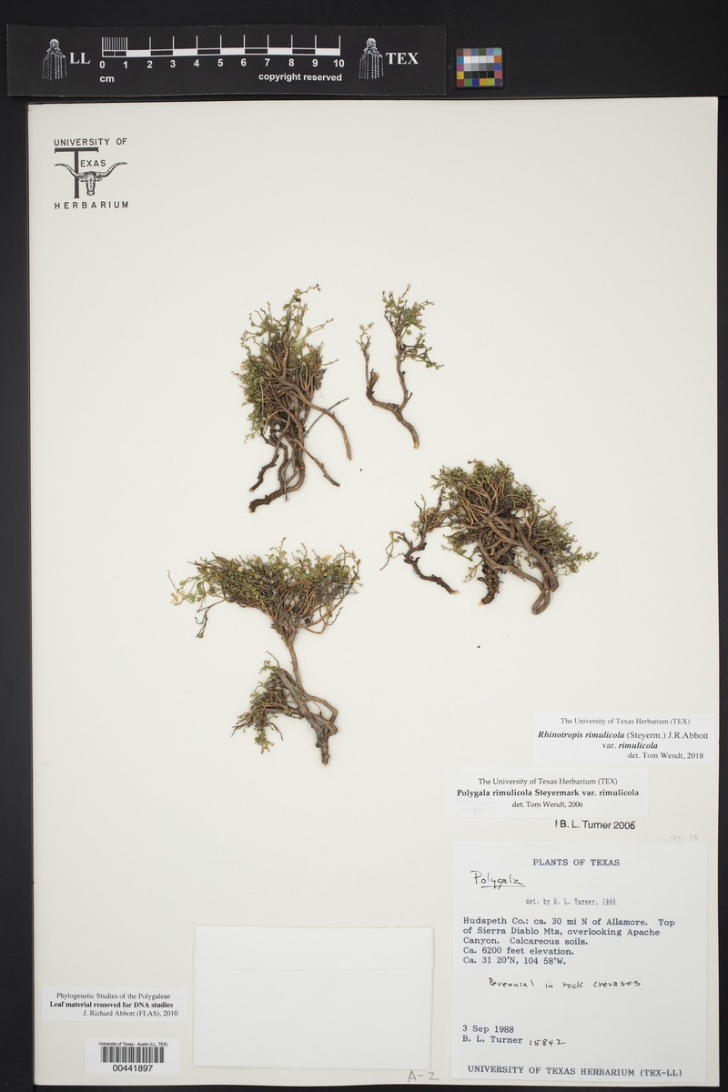 Rhinotropis rimulicola var. rimulicola photo 2