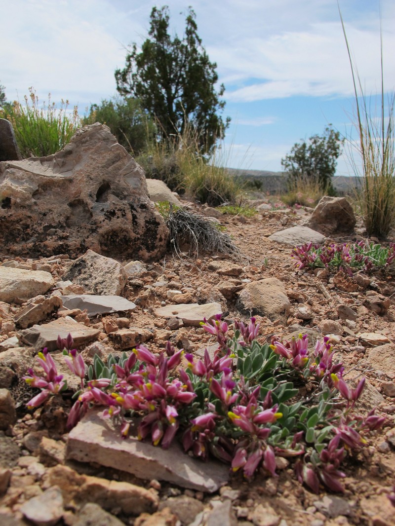 Rusby's Milkwort