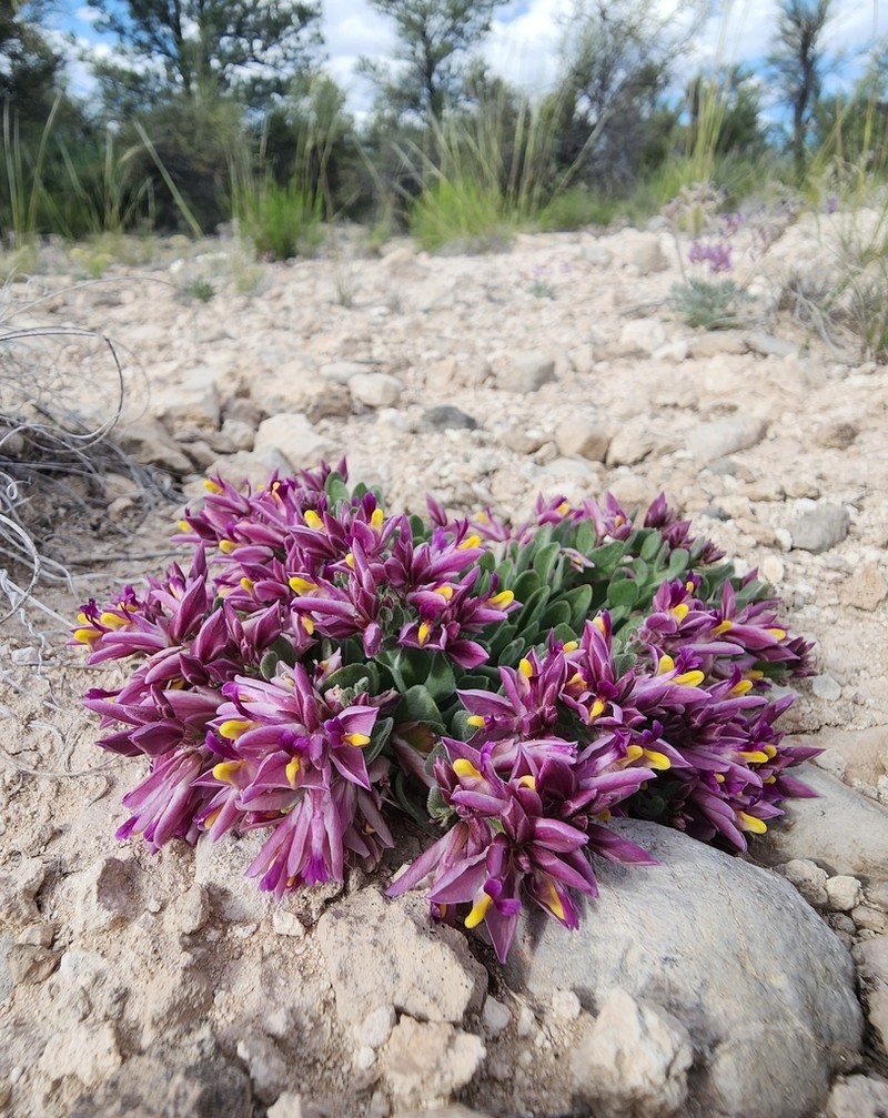 Rusby's Milkwort photo 2