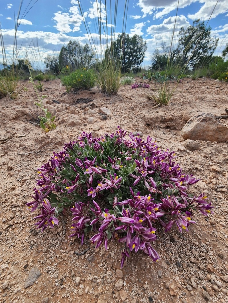 Rusby's Milkwort photo 3