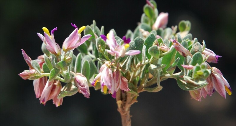 Rusby's Milkwort photo 4