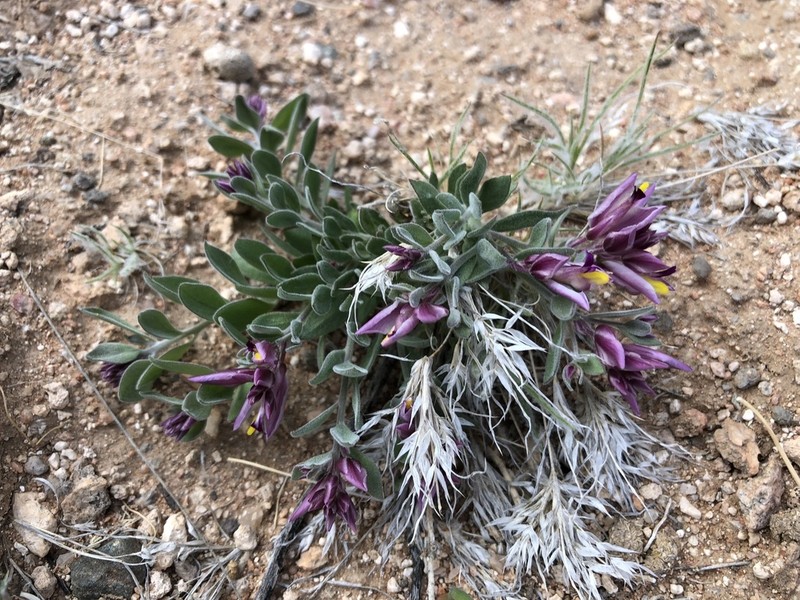 Rusby's Milkwort photo 5