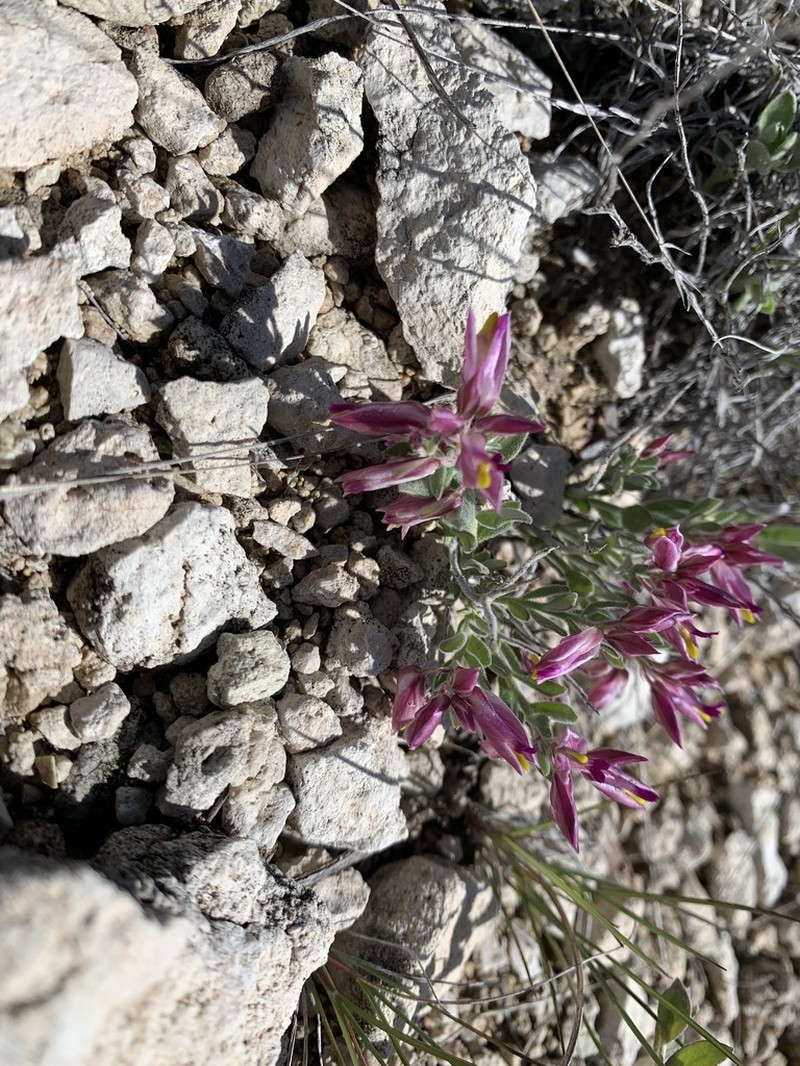 Rusby's Milkwort photo 6
