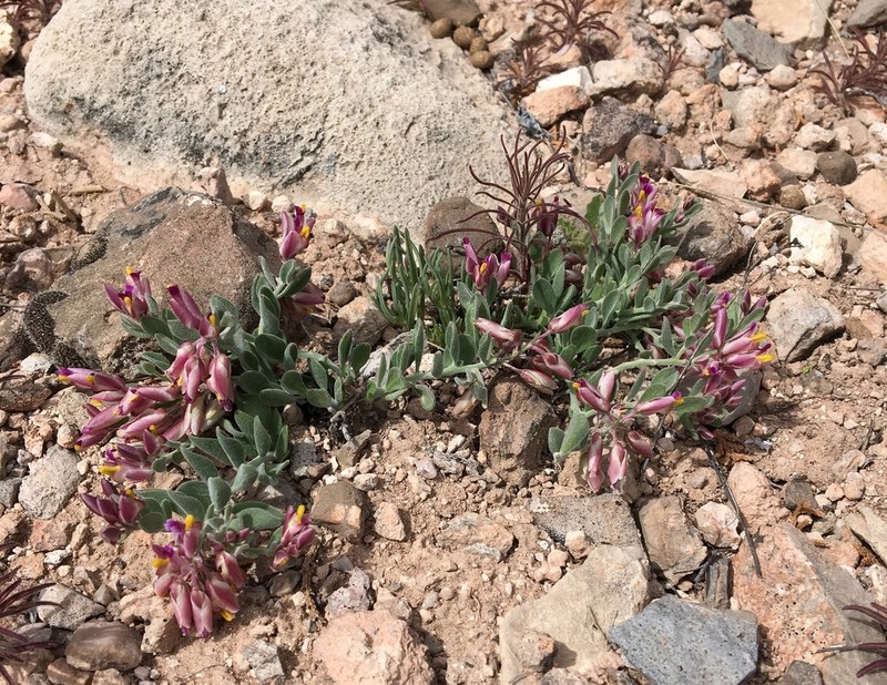 Rusby's Milkwort photo 7