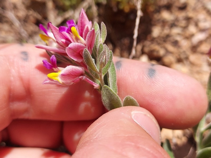 Rusby's Milkwort photo 8