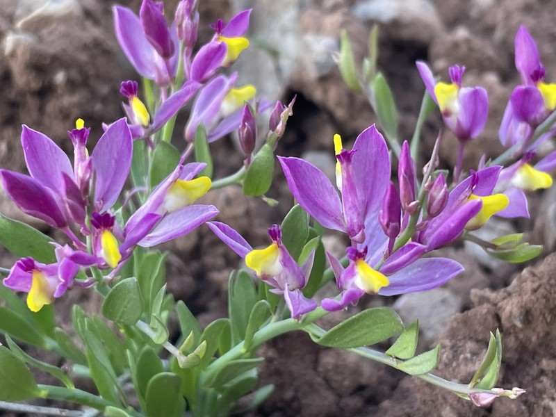 Spiny Milkwort