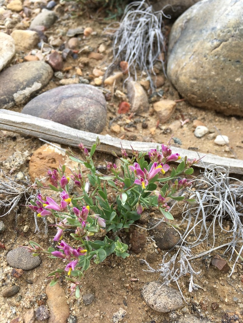 Spiny Milkwort photo 2