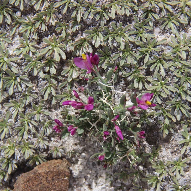 Spiny Milkwort photo 3