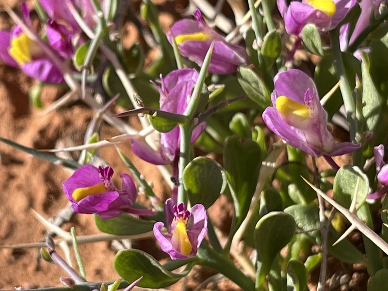 Spiny Milkwort photo 4