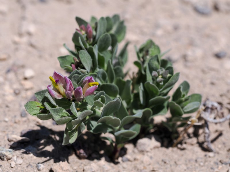 Spiny Milkwort photo 5