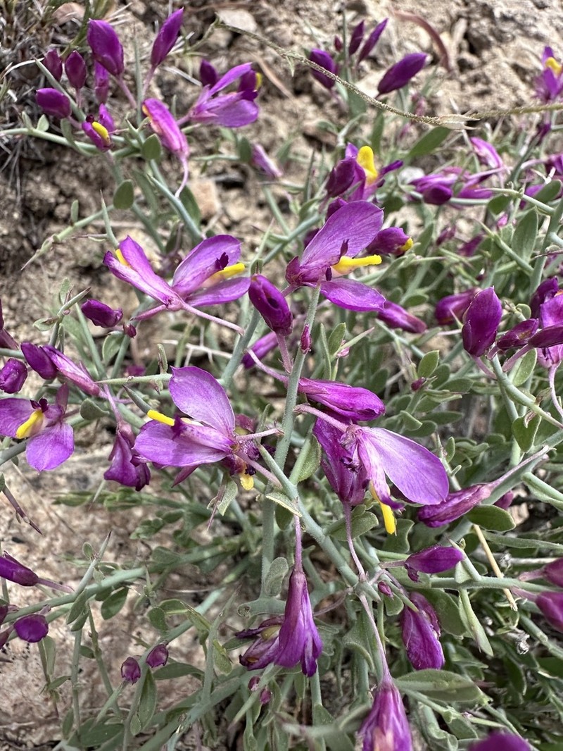 Spiny Milkwort photo 6
