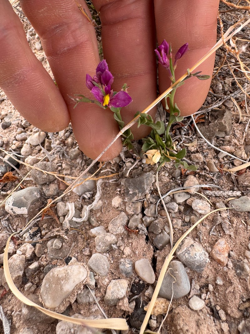 Spiny Milkwort photo 7