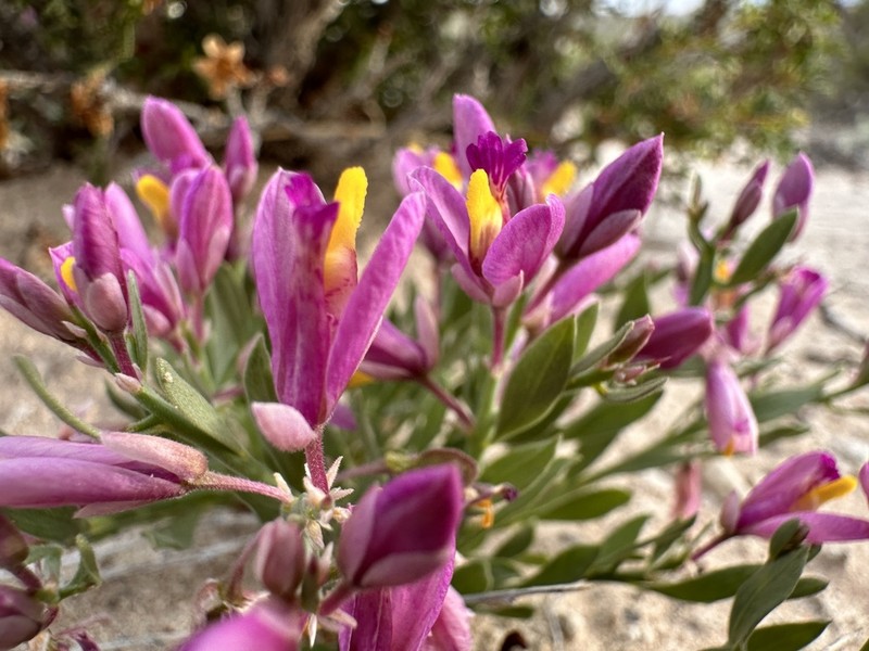 Spiny Milkwort photo 8