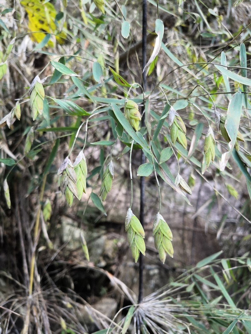Rhipidocladum singuliflorum