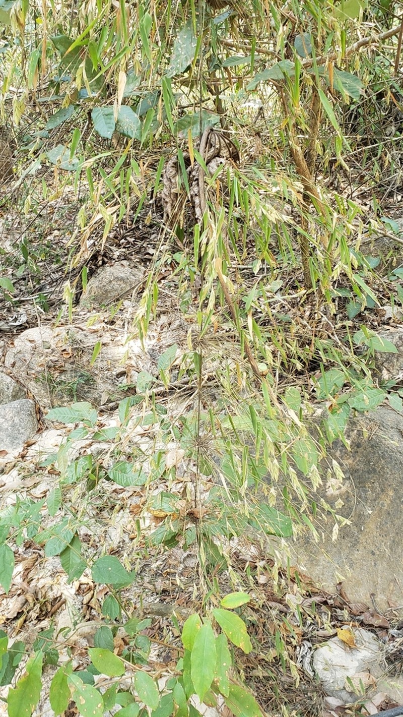 Rhipidocladum singuliflorum photo 2