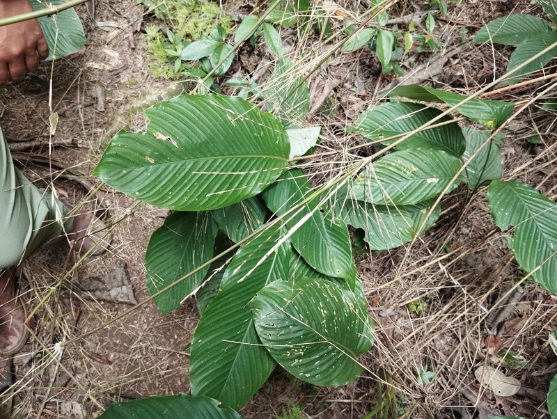 Rhipidocladum zoqueorum photo 2
