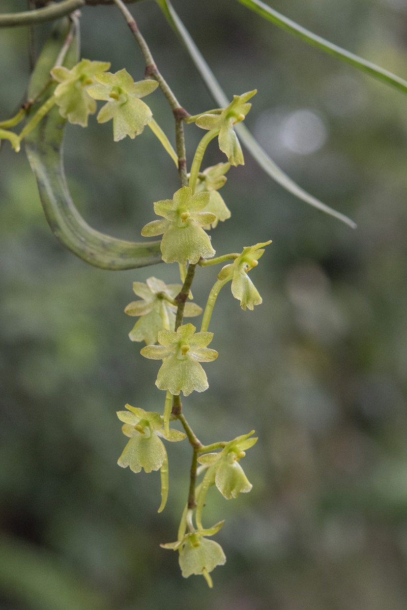 Rhipidoglossum lucieae