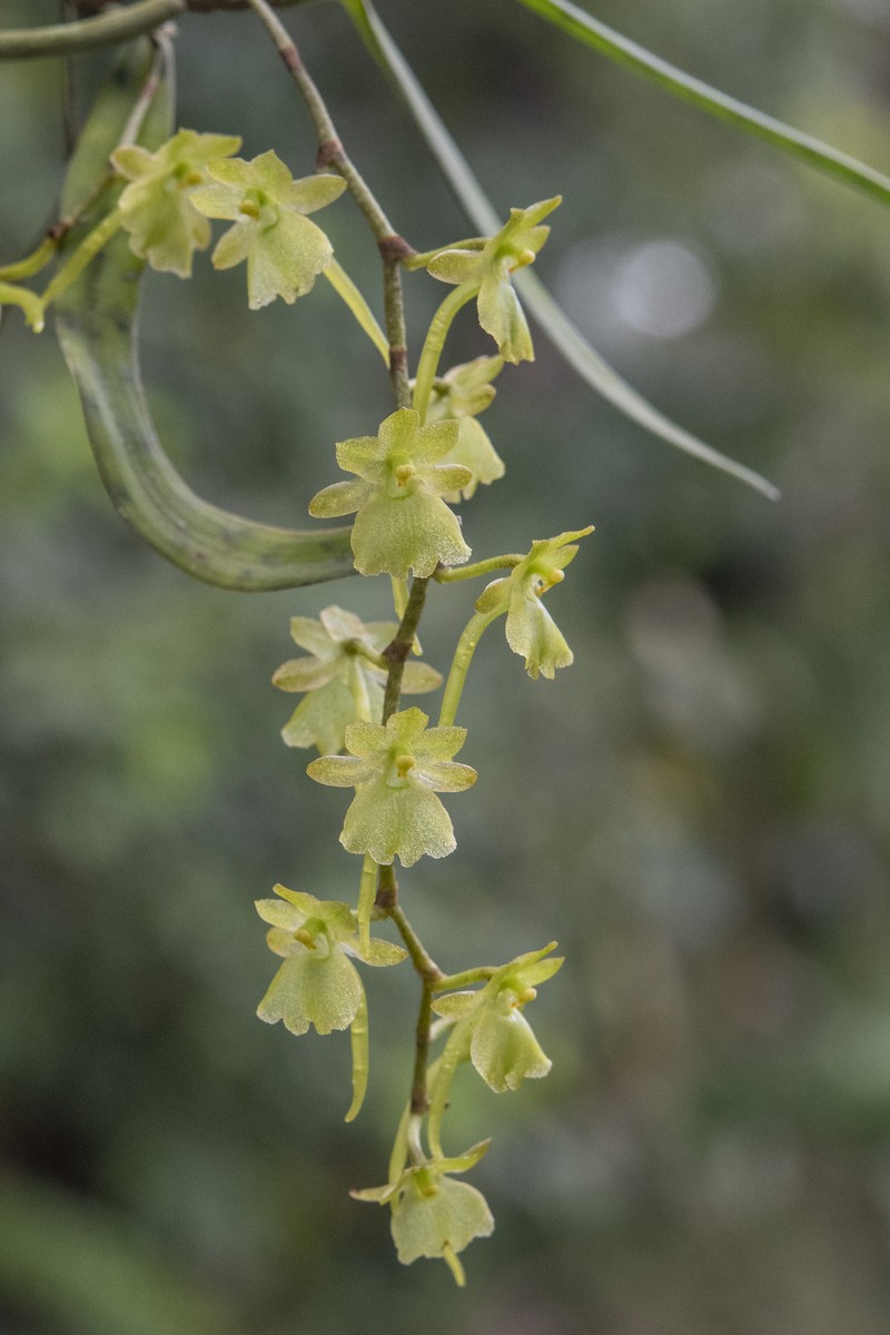 Rhipidoglossum lucieae photo 2