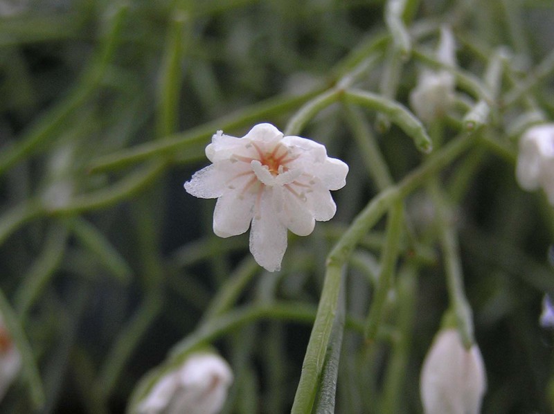 Mistletoe Cactus photo 4