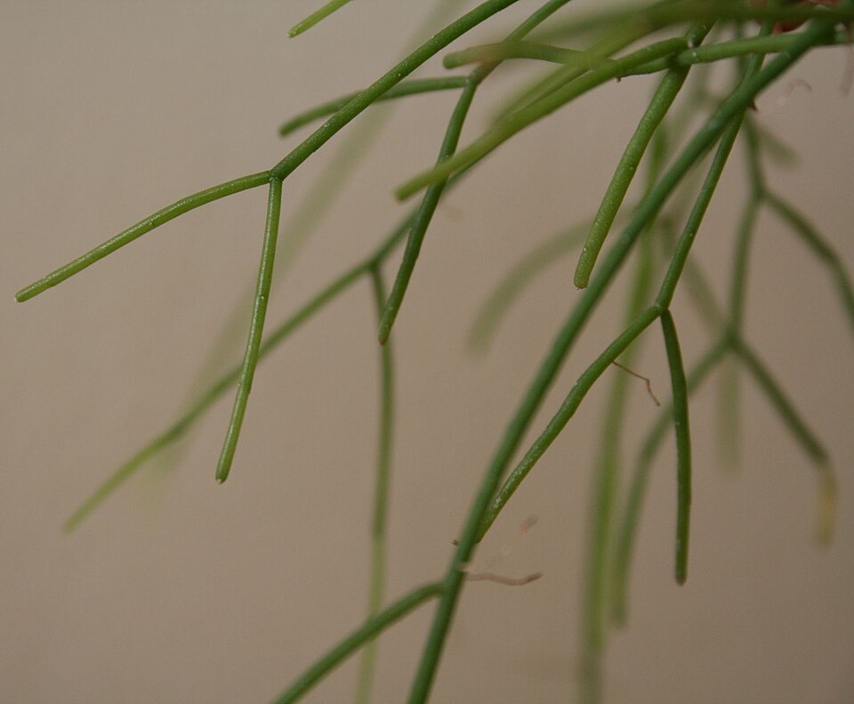 Mistletoe Cactus photo 5