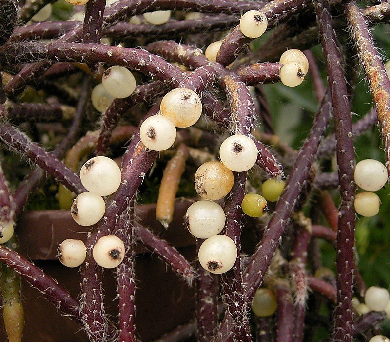 Mistletoe Cactus photo 6
