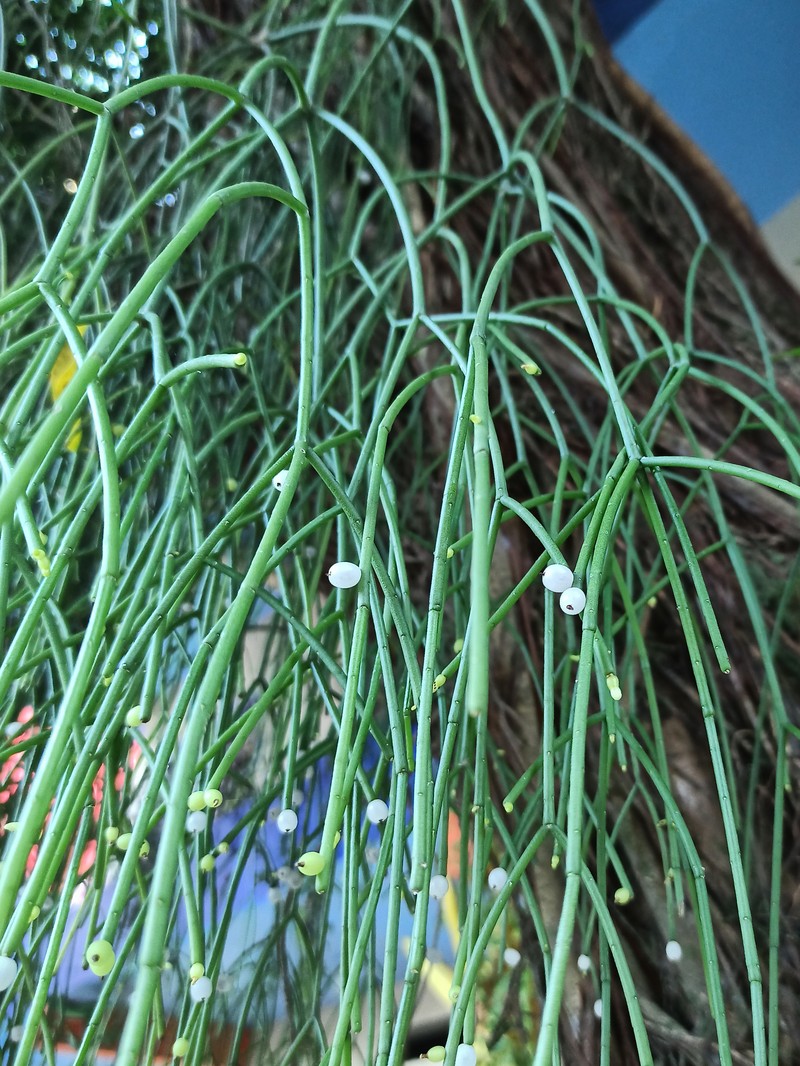 Mistletoe Cactus photo 2