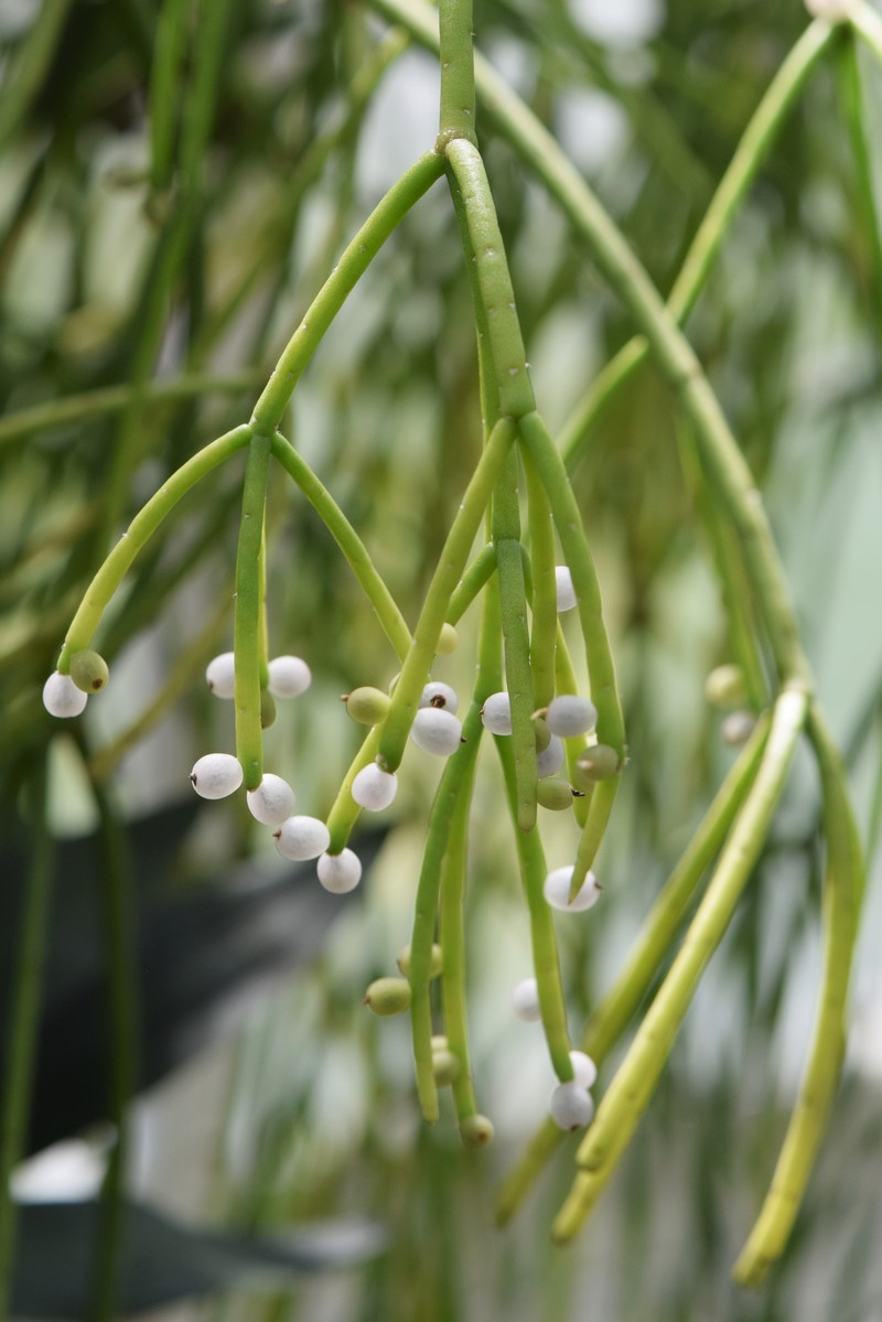 Mistletoe Cactus photo 3