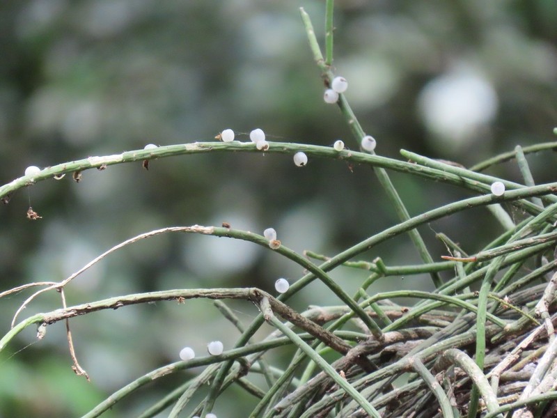 Mistletoe Cactus photo 5