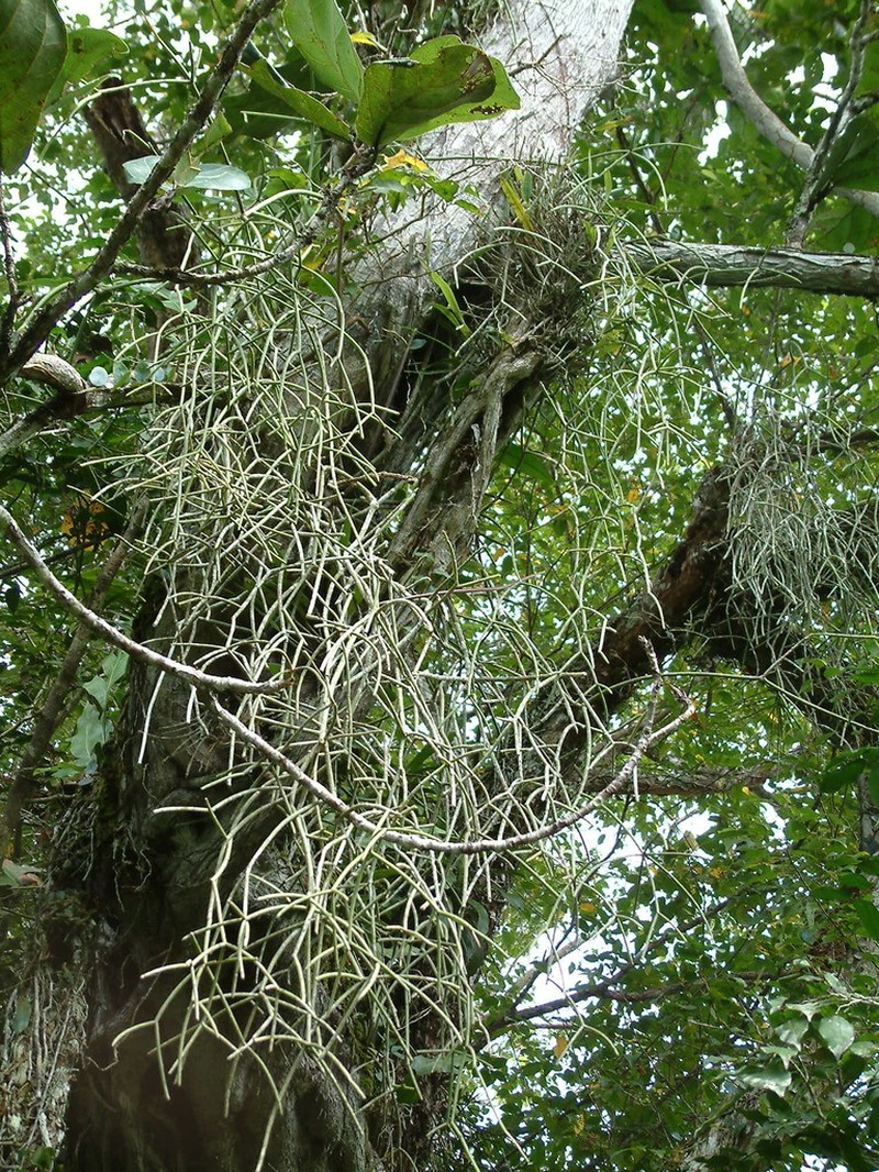 Mistletoe Cactus photo 6