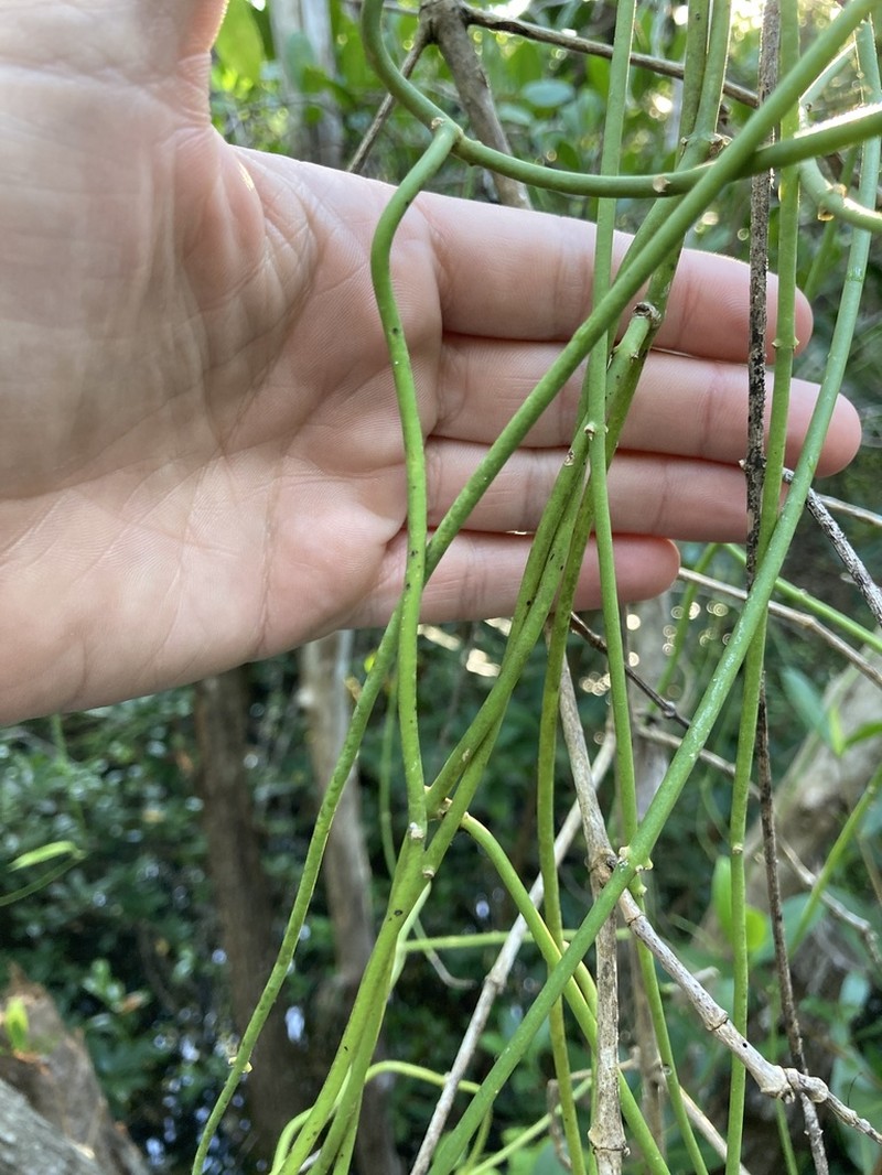 Mistletoe Cactus photo 7