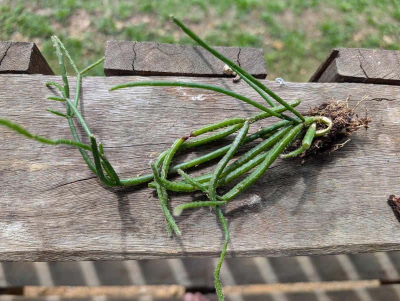 Rhipsalis baccifera subsp. baccifera