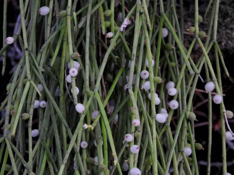 Rhipsalis baccifera subsp. baccifera photo 2