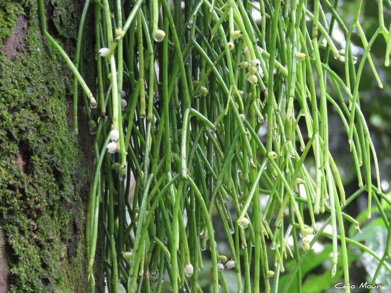 Rhipsalis baccifera subsp. baccifera photo 3