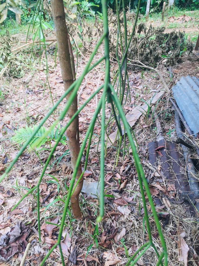 Rhipsalis baccifera subsp. baccifera photo 4