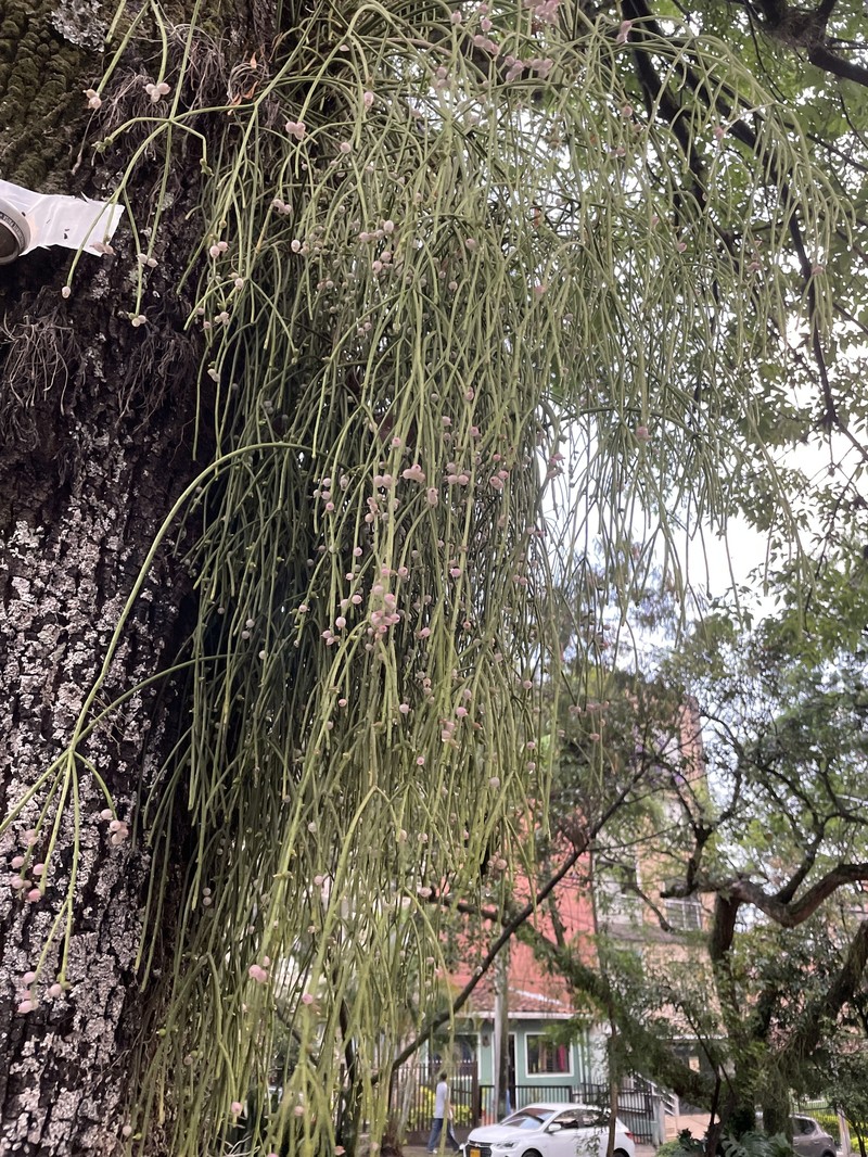 Rhipsalis baccifera subsp. baccifera photo 5
