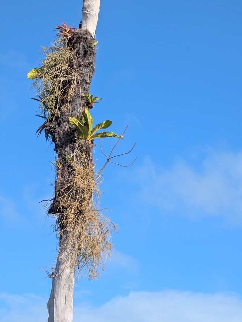 Rhipsalis baccifera subsp. baccifera photo 6