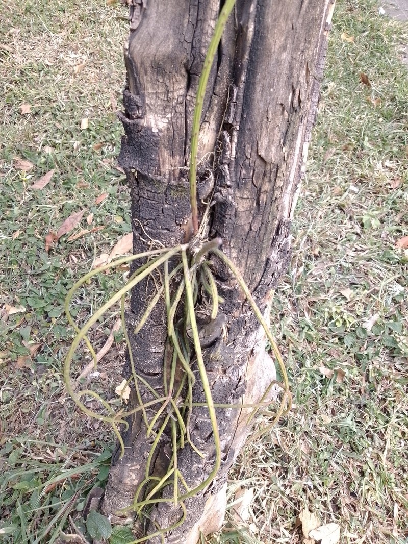 Rhipsalis baccifera subsp. baccifera photo 8