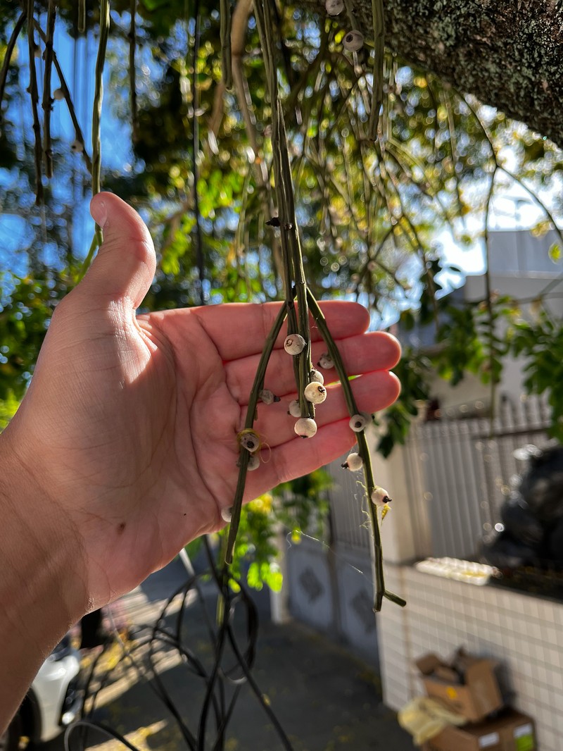 Rhipsalis floccosa subsp. floccosa