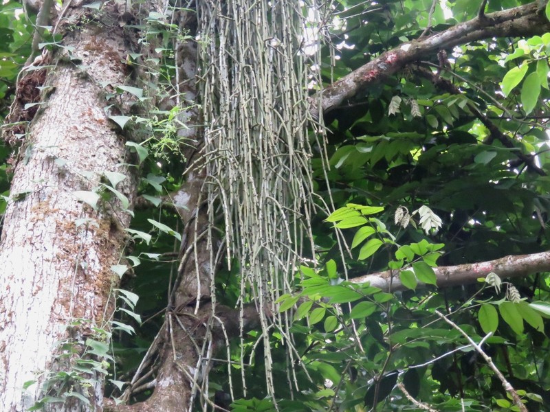 Rhipsalis floccosa subsp. floccosa photo 2